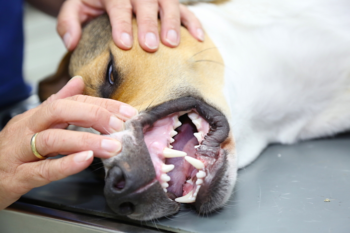 Zahnbehandlung Hund